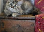 Hazel - Siberian Kitten For Sale - CT&comma; US