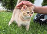 Leila - Scottish Straight Kitten For Sale - Rahway&comma; NJ&comma; US