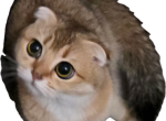 Lucky - Scottish Fold Cat For Sale - Cleveland&comma; OH&comma; US