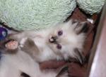 Batman  it's a girl  polydactly - Ragdoll Kitten For Sale - La Porte&comma; IN&comma; US