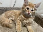 Fritz - Norwegian Forest Kitten For Sale - Arpin&comma; WI&comma; US