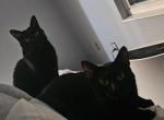 Shadow - Domestic Cat For Sale - Indianapolis&comma; IN&comma; US