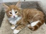 Cheeto - Norwegian Forest Kitten For Sale - Arpin&comma; WI&comma; US