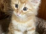 Surprise - Norwegian Forest Kitten For Sale - Arpin&comma; WI&comma; US