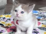 Mink & Traditonal Litter - Ragdoll Kitten For Sale - 