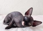 Iris ODD EYE - Sphynx Kitten For Sale - 