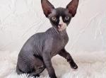 Cosmo ODD EYE - Sphynx Kitten For Sale - Brooklyn&comma; NY&comma; US
