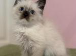 Siberian Seal point with white paws - Siberian Kitten For Sale - VT&comma; US