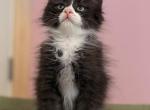 Siberian black and white boy - Siberian Kitten For Sale - VT&comma; US