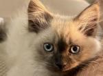 Seal point - Himalayan Kitten For Sale - Annandale&comma; VA&comma; US