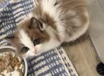 Stella - Ragdoll Kitten For Sale - San Diego&comma; CA&comma; US