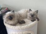 Sandra - Ragdoll Kitten For Sale - San Diego&comma; CA&comma; US