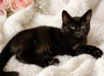 Ember - Domestic Kitten For Sale - Eugene&comma; OR&comma; US