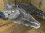 Mia - Scottish Fold Cat For Sale - Aurora&comma; CO&comma; US