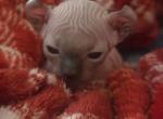 Elf Singleton - Sphynx Kitten For Sale - Boston&comma; MA&comma; US