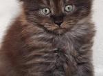 Green Jack Apex - Maine Coon Kitten For Sale - 