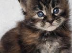 Greenjack ApexNC - Maine Coon Kitten For Sale - 