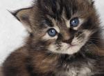 Greenjack ApexNC - Maine Coon Kitten For Sale - 