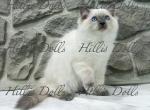 Traditional Blue Point Male Health Tested Parents - Ragdoll Kitten For Sale - Millersport&comma; OH&comma; US