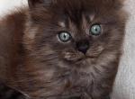 Greenjack Apex NC - Siberian Kitten For Sale - Apex&comma; NC&comma; US