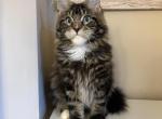 Peter Pan - Maine Coon Kitten For Sale - Virginia Bch&comma; VA&comma; US