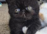 Koko - Exotic Kitten For Sale - Buda&comma; TX&comma; US