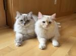 Hank and Olive - Ragdoll Cat For Sale - WA&comma; US