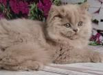Winona - British Shorthair Kitten For Sale - Pembroke Pines&comma; FL&comma; US