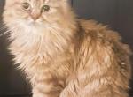 British Longhair Chocolate Golden - Persian Cat For Sale - Atlanta&comma; GA&comma; US