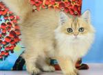 Romeo - British Shorthair Kitten For Sale - Pembroke Pines&comma; FL&comma; US