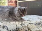 Simba - Persian Kitten For Sale - Allen&comma; TX&comma; US