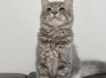 Lion king - Domestic Kitten For Sale - 