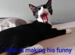 Felix - Domestic Kitten For Sale - Union City&comma; NJ&comma; US