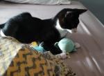 Milo - Domestic Kitten For Sale - 