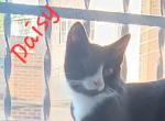 Daisy - Domestic Kitten For Sale - 
