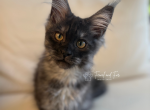 Bud Askins Black Smoke - Maine Coon Kitten For Sale - 