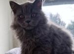 Scottish Straight - Scottish Straight Kitten For Sale - Vancouver&comma; WA&comma; US