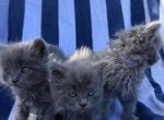Half Maincoon Half Scottish - Maine Coon Kitten For Sale - Vancouver&comma; WA&comma; US