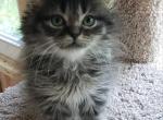 Zoes babies - Ragdoll Kitten For Sale - Howell&comma; MI&comma; US