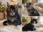 Maine Coon Kittens - Maine Coon Kitten For Sale - Co Spgs&comma; CO&comma; US