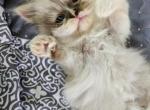 Mercedes - Persian Kitten For Sale - 