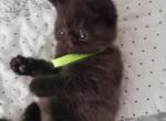 Hugo - Exotic Kitten For Sale - PA&comma; US