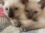 Siamese kittens - Siamese Kitten For Sale - Lowell&comma; MA&comma; US