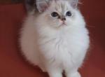 Foxy - Ragdoll Kitten For Sale - Bristow&comma; VA&comma; US