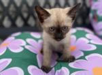 Blondies Litter - Siamese Kitten For Sale - Bronx&comma; NY&comma; US