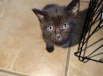 Nubbins babies - Manx Kitten For Sale - Cushing&comma; TX&comma; US