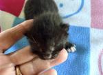 Sallys kittens - Manx Kitten For Sale - Cushing&comma; TX&comma; US