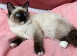 Lovely super active Soffy - Ragdoll Kitten For Adoption - 
