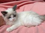 Kitten Rossy female pure Ragdoll - Ragdoll Kitten For Adoption - 