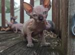 Female Sphynx Kitten - Sphynx Kitten For Sale - Davenport&comma; FL&comma; US